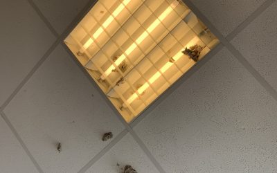 Randale auf den Schultoiletten